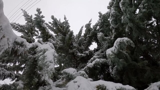 majestic snow-covered spruce tree under a cloudy sky