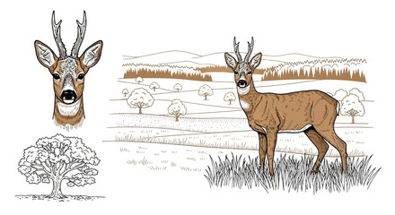 Roe Deer Buck Standing in a Grassy Field with Trees and Hills in the Background © eaceu