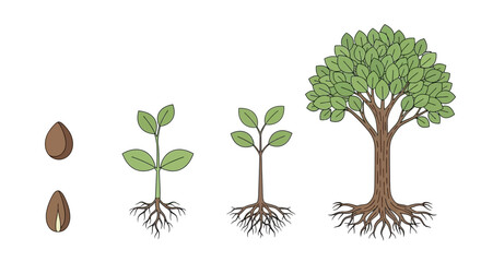 Tree Growth Stages From Seed to Mature Tree: Life Cycle Illustration © Asahi