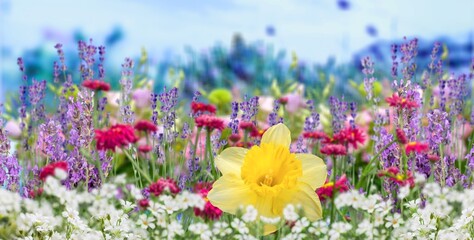 Obraz premium Colorful beautiful flowers at meadow in spring day