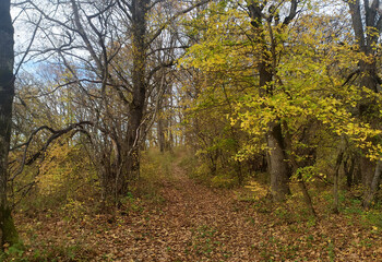 Fototapeta premium Autumn walks on a dirt road through a forest area in the morning in a mountainous area with sunrise