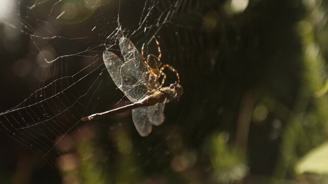 Dragonfly caught on a web and being attacked by the orb-weaver spider, closeup backlit