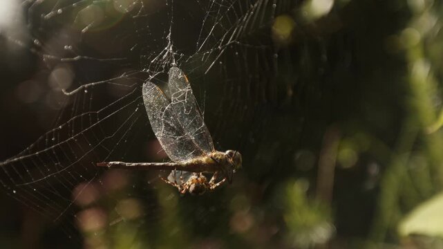 Orb weaver spider wrapping the dragonfly that's caught on its web with silk, closeup backlit