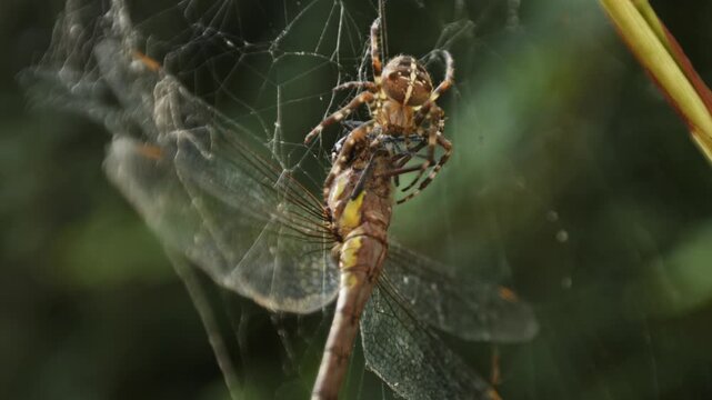 Dragonfly tangled in web and being consumed by the orb-weaver spider, closeup macro backlit