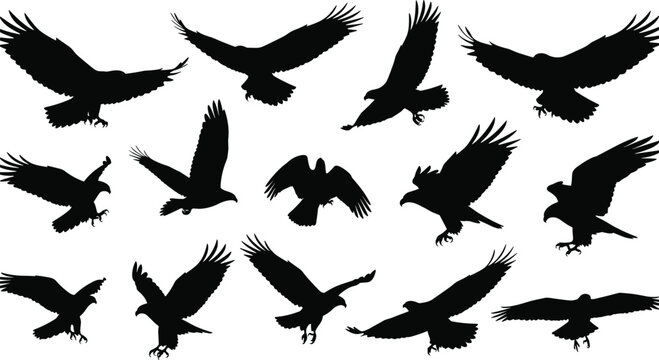 Silhouette of eagles flying in the sky, wild birds of prey collection, hawk and falcon wingspan, nature wildlife, isolated vector illustration on white background.