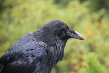 Fototapeta premium raven in the park