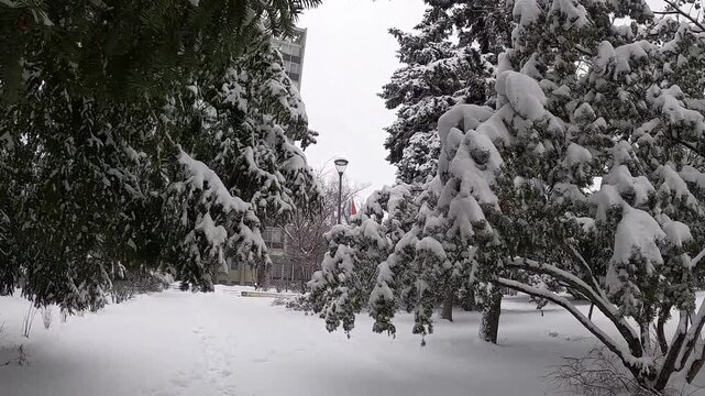 coniferous trees in the snow in a city park