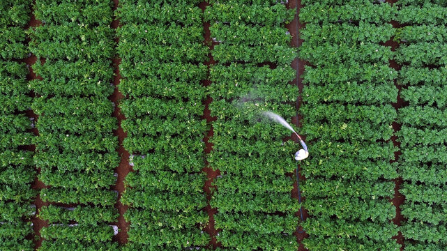 aerial photoshot of Farmer spraying potato plant with fertilize in a terraced field in Batur, Dieng Plateau, Central Java
