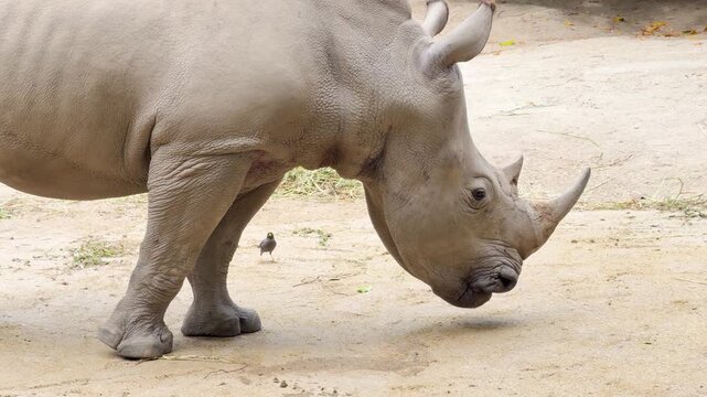 Large White Rhinoceros Grazing and Walking on Sandy Ground in Enclosure