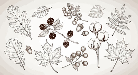 A vintage-style illustration featuring a collection of autumn leaves, berries, acorns, and cotton bolls, rendered in a detailed, hand-drawn aesthetic. © Alule