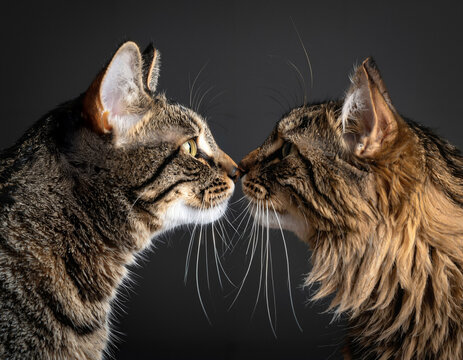 Two cats (siblings or companions) touching noses affectionately, creating a symmetric