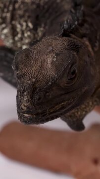 Close Up Studio Shot of a Black Hydrosaurus Lizard on a Branch