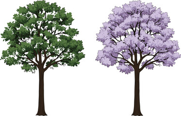 Obraz premium Green deciduous tree and purple flowering jacaranda tree vector illustration set isolated on white background for nature and landscape design
