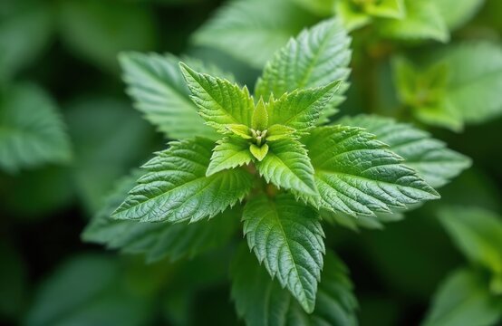 Green leaves of Plectranthus amboinicus plant shown close up. This medicinal herb has many names and is used in cooking and health treatments. It grows with healthy foliage.