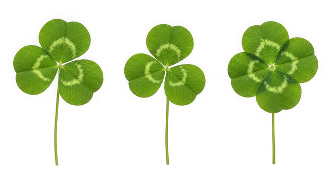 Three green four-leaf clovers with white spots on transparent background
