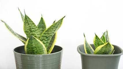 Dwarf snake plant aka sansevieria jade pagoda growing fertilely planted in pot