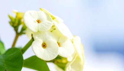 Obraz premium Close-up of delicate, creamy-white blossoms with yellow centers against a soft blue sky