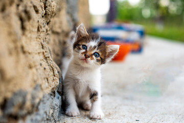 cat on the beach © patrick