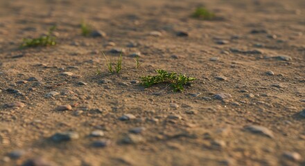Close-up of arid ground with small green plants and scattered pebbles in natural light