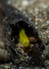 Yellow goby fish found underwater at Anilao Philippines