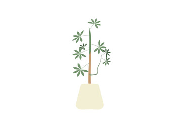 パキラの植えられたシンプルな観葉植物