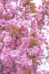 Obraz premium Close-up of pink cherry blossom sakura flowers in bloom