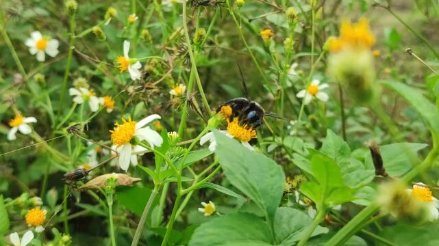Carpenter bee (Xylocopa micans or Xylocopa latipes) feeding on a flower, showing pollination activity, detailed wings, and natural interaction between insect and plant.