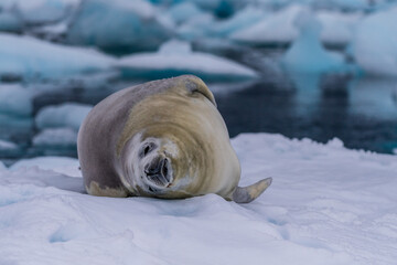 Close-up of a crabeater seal -Lobodon carcinophaga- resting on a small iceberg near the fish islands on the Antarctic peninsula © Goldilock Project