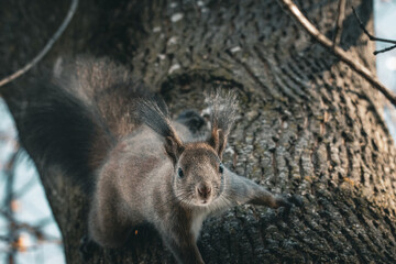 Playful squirrel stretches across the trunk with paws wide and stares ahead with bold curiosity. Ear tufts stand like flags while rugged bark and cool light set an energetic mood. © Chornogirskyi