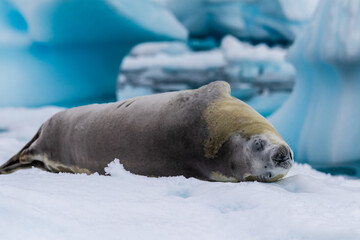 Close-up of a crabeater seal -Lobodon carcinophaga- resting on a small iceberg near the fish islands on the Antarctic peninsula © Goldilock Project