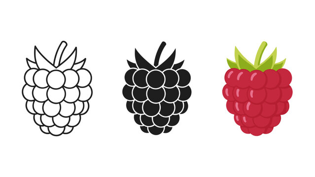 A blackberry and raspberry illustration Vector