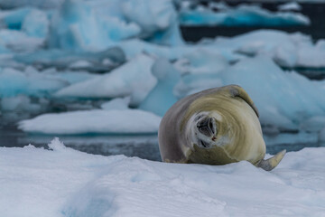 Close-up of a crabeater seal -Lobodon carcinophaga- resting on a small iceberg near the fish islands on the Antarctic peninsula © Goldilock Project