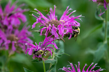 Bumble bee collecting nectar from a vibrant purple bee balm flower, with another bee visible on an adjacent bloom © George Schmiesing