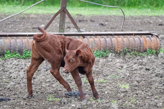 Red poll calf reaching to its back leg with its head, a cultipacker in the background