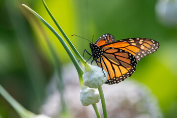 Obraz premium A vibrant monarch butterfly is captured perched on a green stem with unopened white flower buds of an ornimental onion