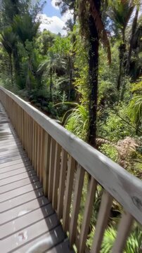 A wooden boardwalk winds through lush greenery in Cascade Kauri Walk, Waitakere, Auckland, New Zealand. The elevated path protects the delicate ecosystem, allowing visitors to explore.