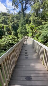 A wooden walkway curves through lush greenery in Cascade Kauri Walk, Waitakere, Auckland, New Zealand, New Zealand, inviting exploration and offering a serene escape into nature's embrace.
