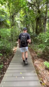 A man hikes the boardwalk trail at Cascade Kauri Walk, Waitakere, Auckland, New Zealand. He is enjoying the natural beauty and exercise on a sunny day.
