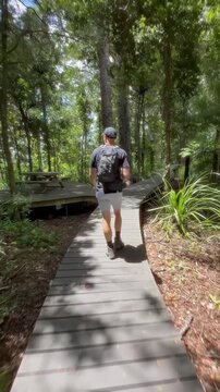 A man hikes along a boardwalk trail through the lush greenery of Cascade Kauri Walk, Waitakere, Auckland, New Zealand. He is enjoying the natural beauty and exercise.
