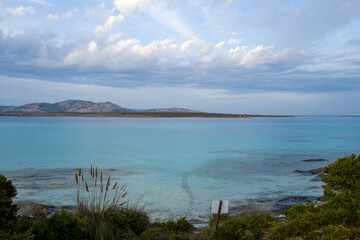Wide view of calm turquoise waters stretching toward Isola Piana, with rugged hills and a historic watchtower visible on the horizon. Lush coastal vegetation frames the foreground beneath a dramatic