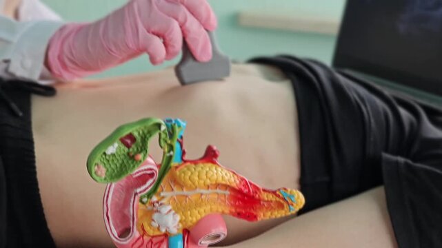 Model of digestive system shown during a medical training session at a clinic or hospital with a student learning anatomy