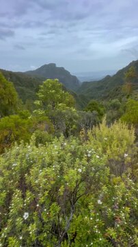 A scenic view of the lush green landscape in the Kauaeranga Kauri Trail, Thames, Coromandel Peninsula, New Zealand. Captures the natural beauty of the park.