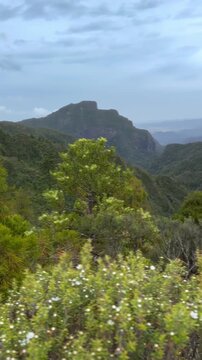 A scenic view of the lush green landscape in the Kauaeranga Kauri Trail, Thames, Coromandel Peninsula, New Zealand. Captures the natural beauty of the park.
