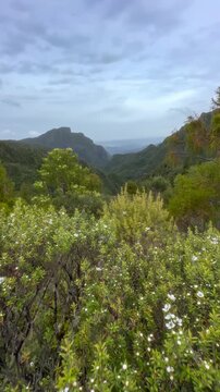 A scenic view of the lush green landscape in the Kauaeranga Kauri Trail, Thames, Coromandel Peninsula, New Zealand. Captures the natural beauty of the park.