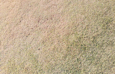 green grass background