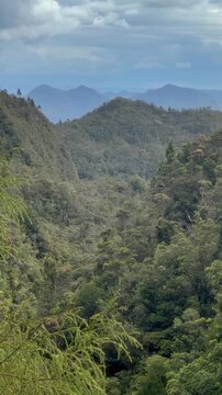 A scenic view of the lush green landscape in the Kauaeranga Kauri Trail, Thames, Coromandel Peninsula, New Zealand. Captures the natural beauty of the park.