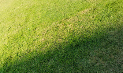 green grass background