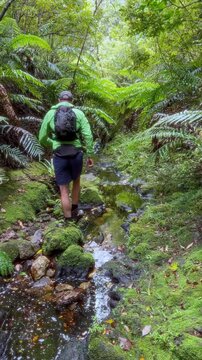 A hiker carefully navigates a rocky stream bed surrounded by lush ferns and moss-covered rocks in Kauaeranga Kauri Trail, Thames, Coromandel Peninsula, New Zealand.