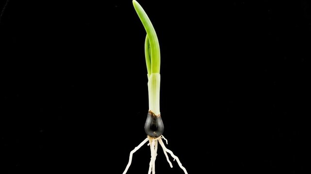 Sprouting seedling with green shoot and seed coat on black