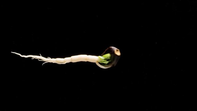 Rotating pecan nut on black background